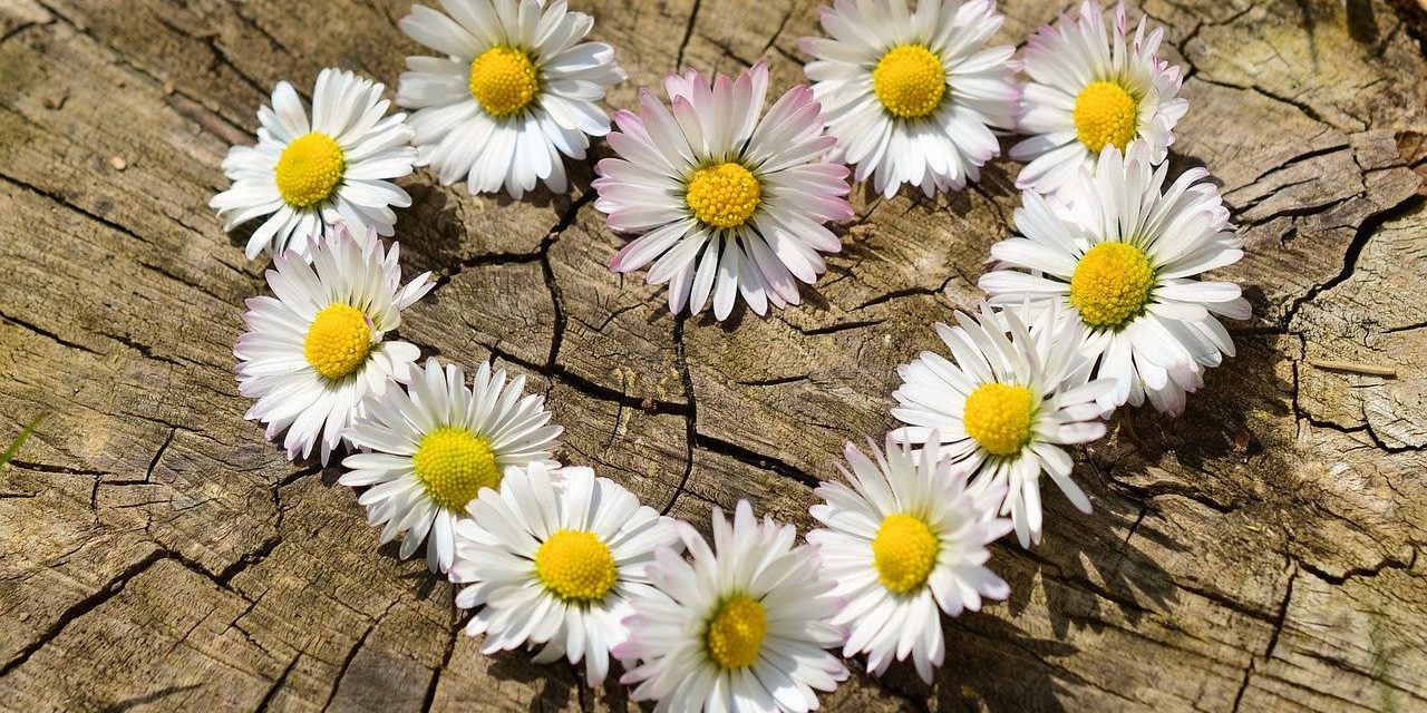 daisies-g193256854_1280