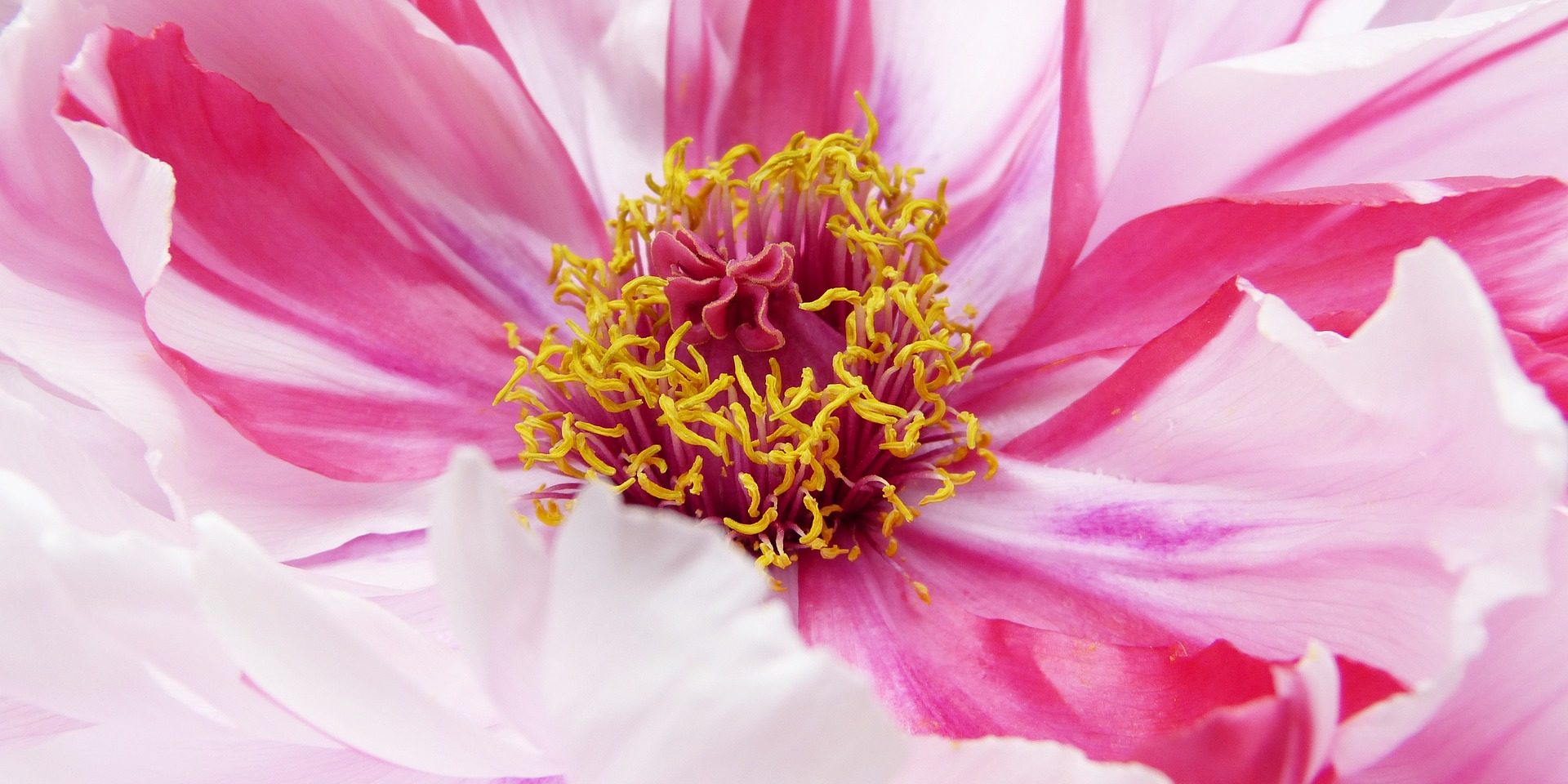 peony-g8f4531940_1920