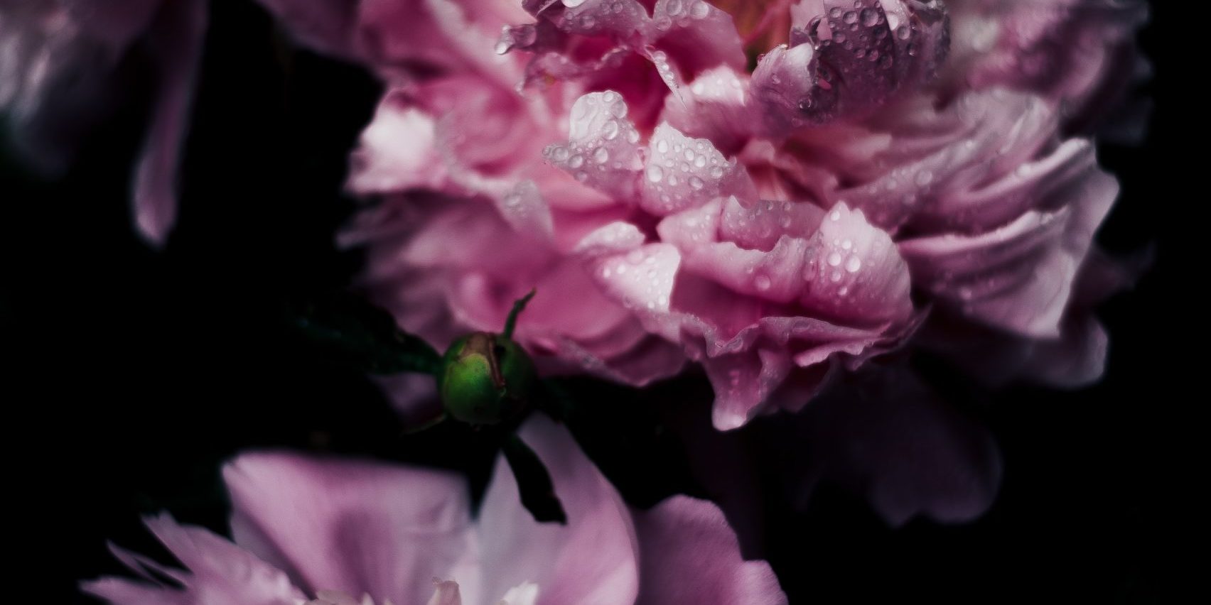 annie-spratt-nP1EL_8dLc4-unsplash