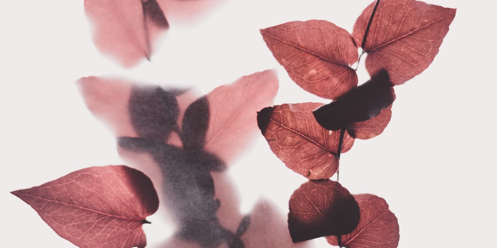 evie-s-_8vovuZCj0c-unsplash